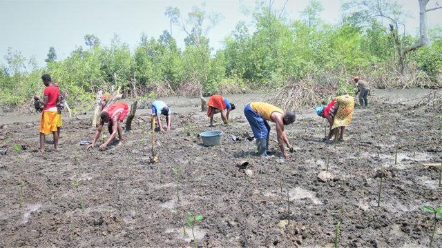 A group of people in West 非洲 plant mangrove seedlings through a Tetra Tech-supported climate adaptation program